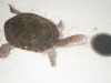 Turtle2.jpg